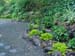 toyon-1