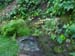 toyon-2